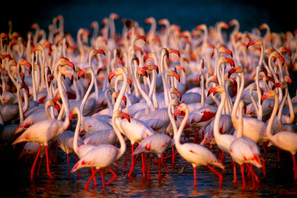 Etosha King Nehale